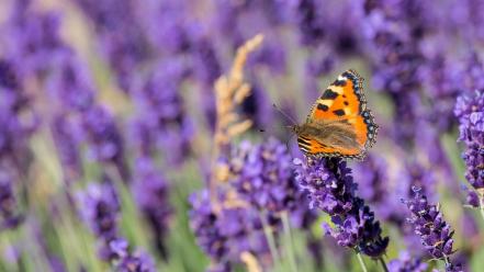 Blurred background butterflies flowers purple wallpaper
