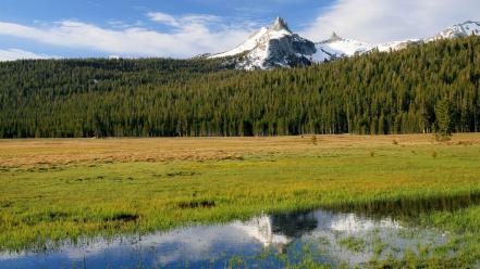 California national park usa yosemite forests wallpaper