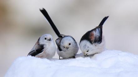 Cute birds images wallpaper