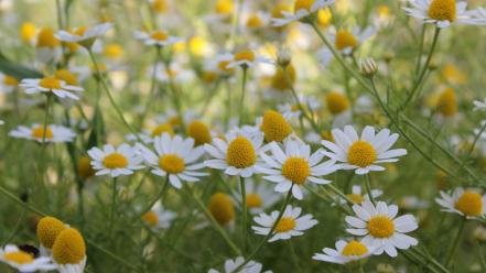 Daisies flowers white wallpaper