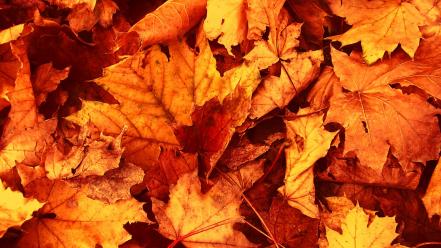 Dried autumn leaves wallpaper