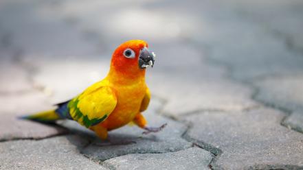 Funny parrot pictures wallpaper