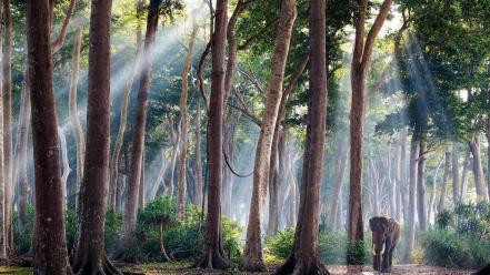 India artwork elephants landscapes nature wallpaper