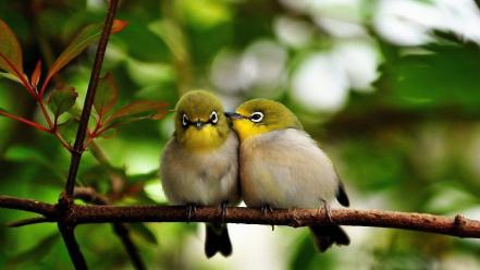 Japanese white-eye affection birds branches nature wallpaper