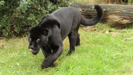 Pantera animals grass nature wild wallpaper