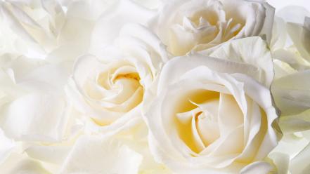 White rose flower wallpaper