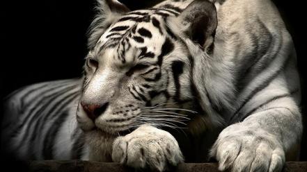 White tiger wallpaper