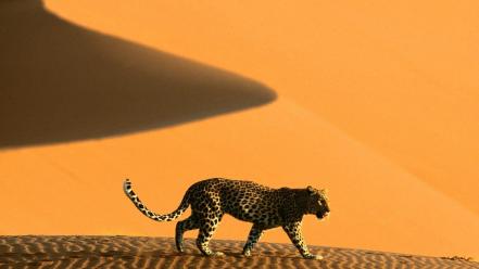 Africa namibia animals deserts dunes wallpaper