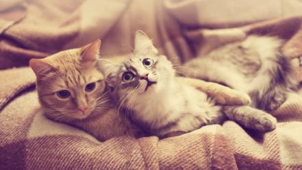 Animals blanket cats wallpaper