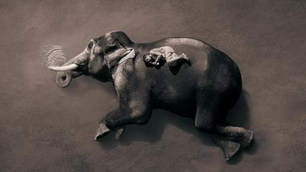 Ashes and snow gregory colbert animals wallpaper