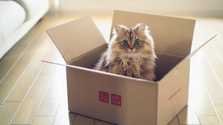 Boxes cats wallpaper