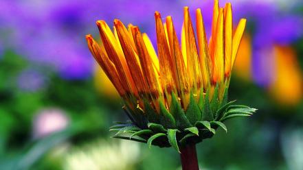 Close-up flowers nature wallpaper