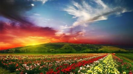 Colors fields flowers hills landscapes wallpaper