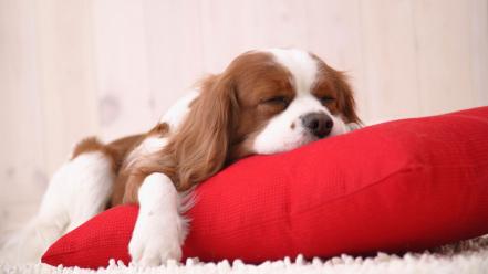 Cute puppies sleeping wallpaper