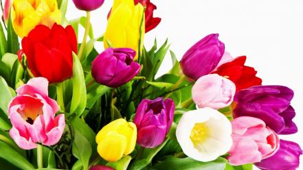 Flowers multicolor tulips wallpaper