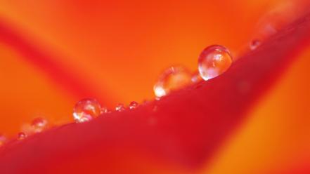 Flowers nature rain drops wallpaper