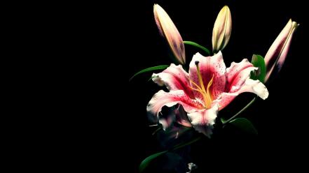 Lily flowers black backgrond wallpaper