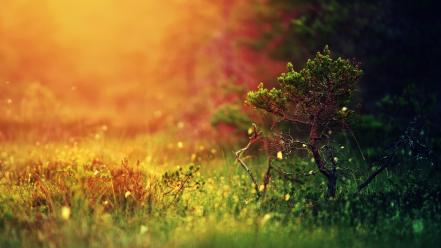 Mystical sunshine nature wallpaper