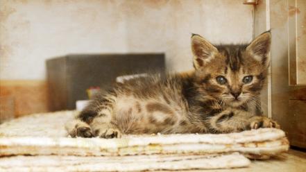Animals cats vintage wallpaper