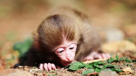 Animals ground little monkeys wallpaper