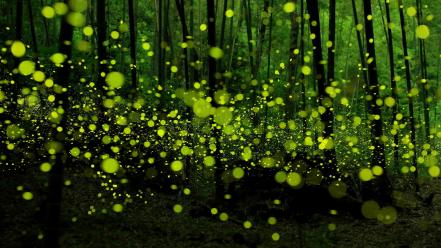 Asia japan fireflies forests nature wallpaper