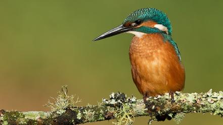 Birds blurred background branches kingfisher nature wallpaper