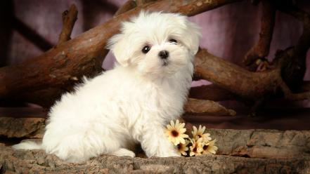 Cute maltese puppies wallpaper