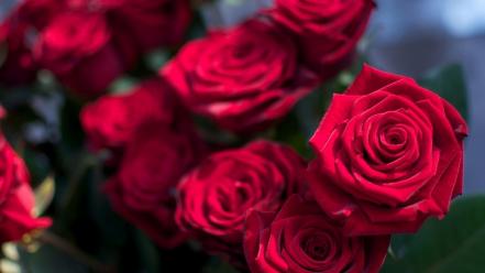 Flowers red roses wallpaper