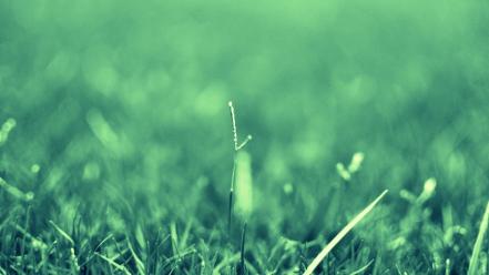 Grass macro photography wallpaper