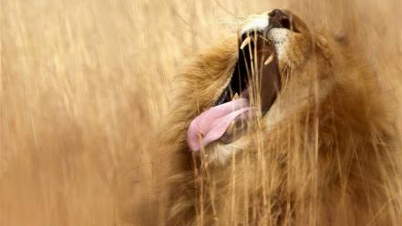 Lion roar wallpaper