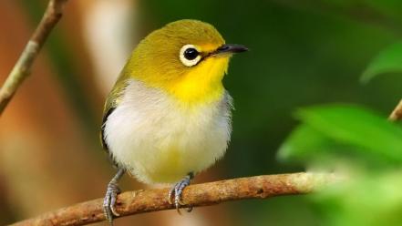 Little bird on branch wallpaper
