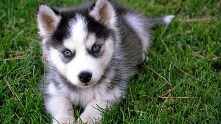 Pomsky puppies wallpaper