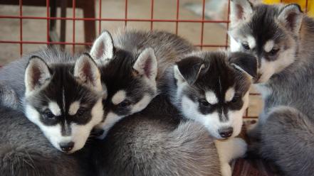 Pomsky puppies wallpaper