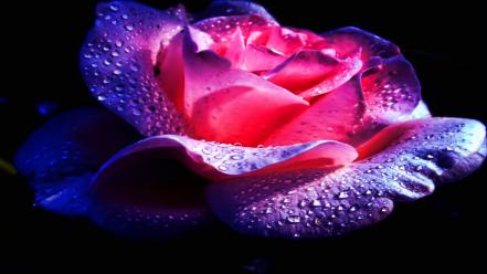 Purple rose flower wallpaper