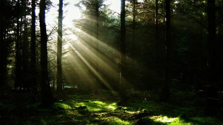 Rainforest background wallpaper