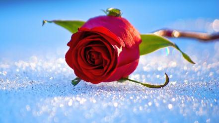 Red rose photos wallpaper