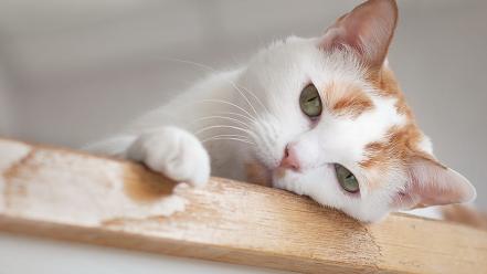Sad cat pictures wallpaper