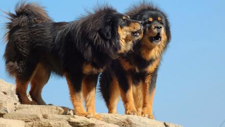 Tibetan mastiff dogs wallpaper