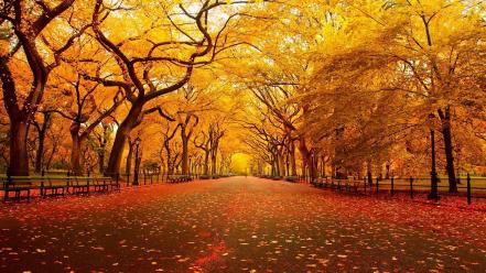 Autumn nature wallpaper