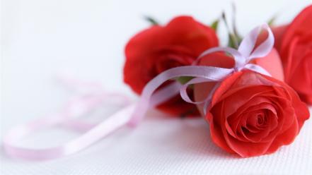 Beautiful rose flower wallpaper