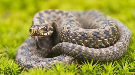 Close-up dangerous macro nature snakes wallpaper