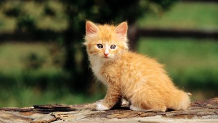 Cute kitten pictures wallpaper