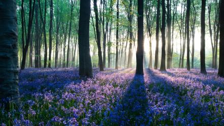 Flower purple park wallpaper