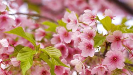 Flowers nature pink wallpaper