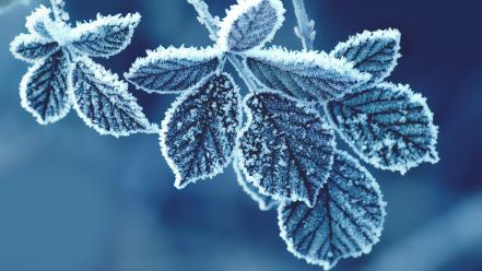 Frozen leaves wallpaper