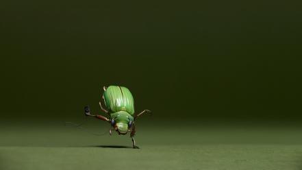 Funny animal wallpaper