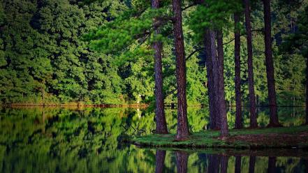Green forest lake wallpaper