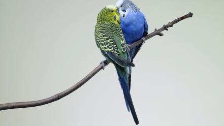 Love bird wallpaper
