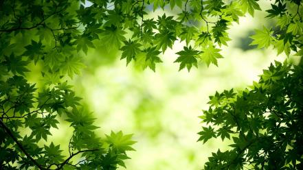 Natural background wallpaper