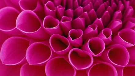 Pink flower backgrounds wallpaper